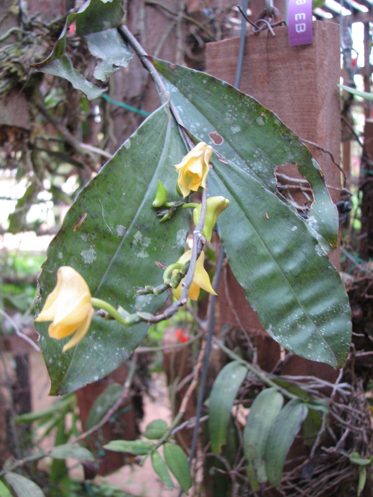 Polystachya caloglossa — houseplant care guide