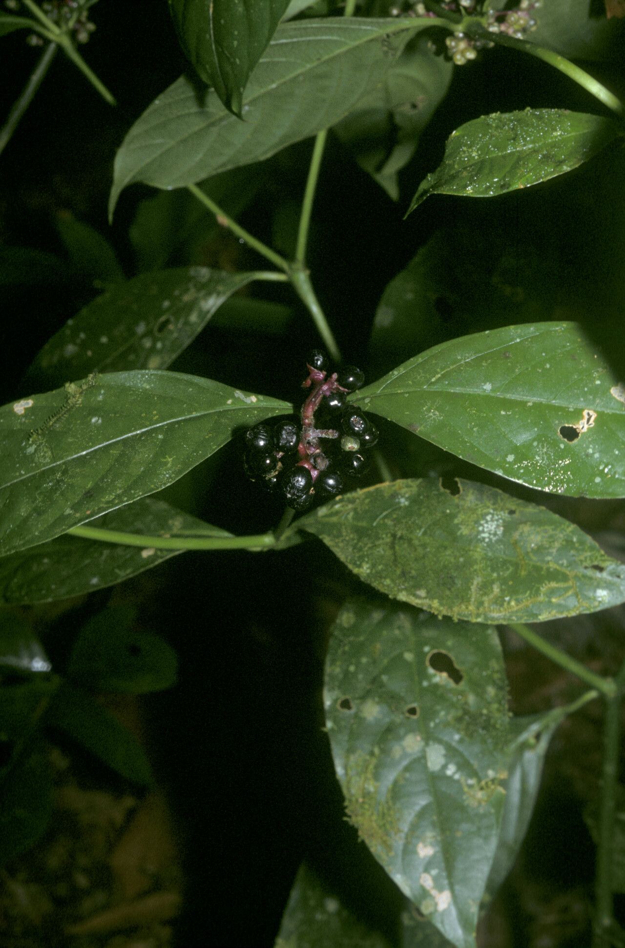 Palicourea gracilenta fruit