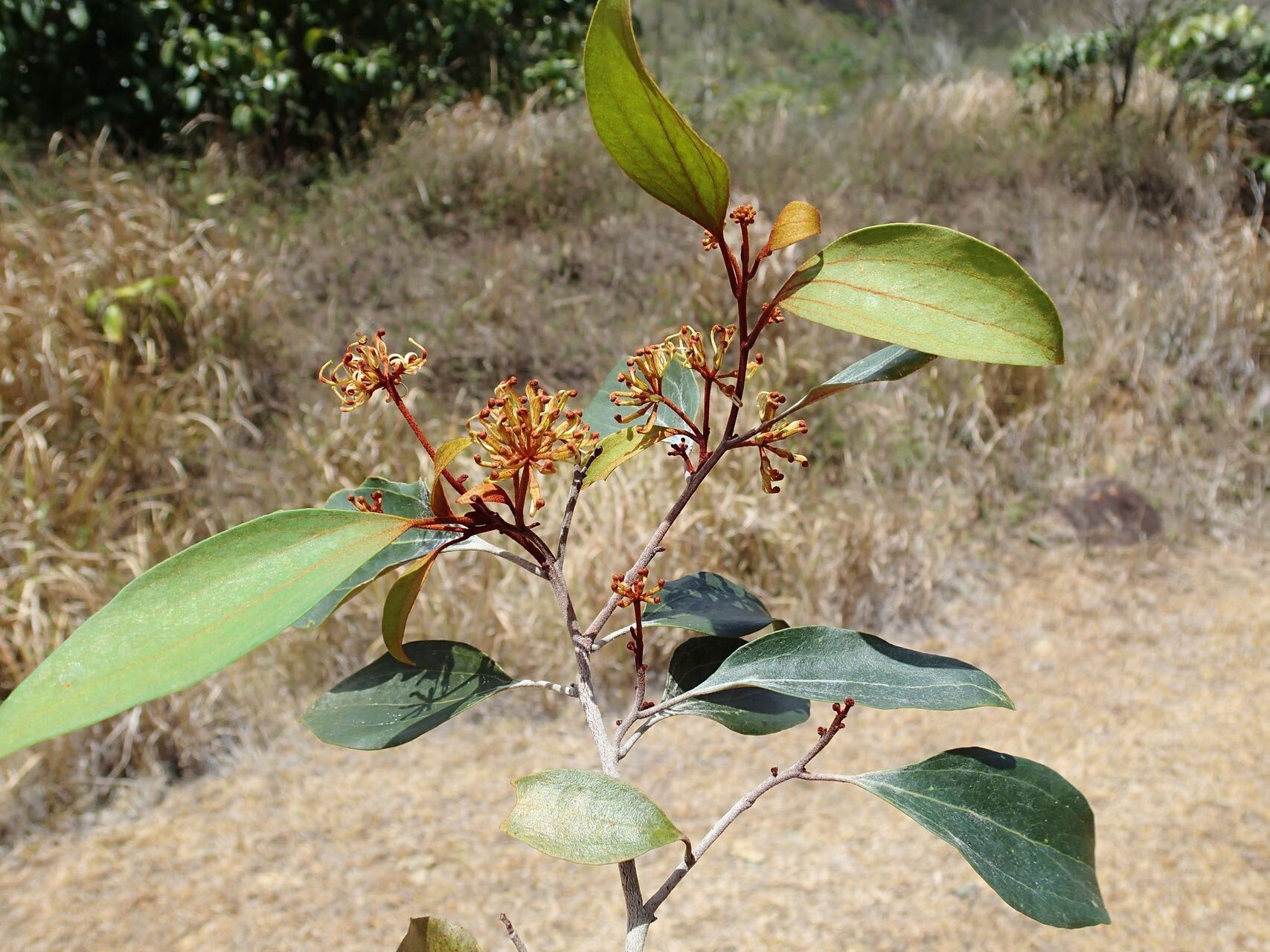 Stenocarpus rubiginosus habit