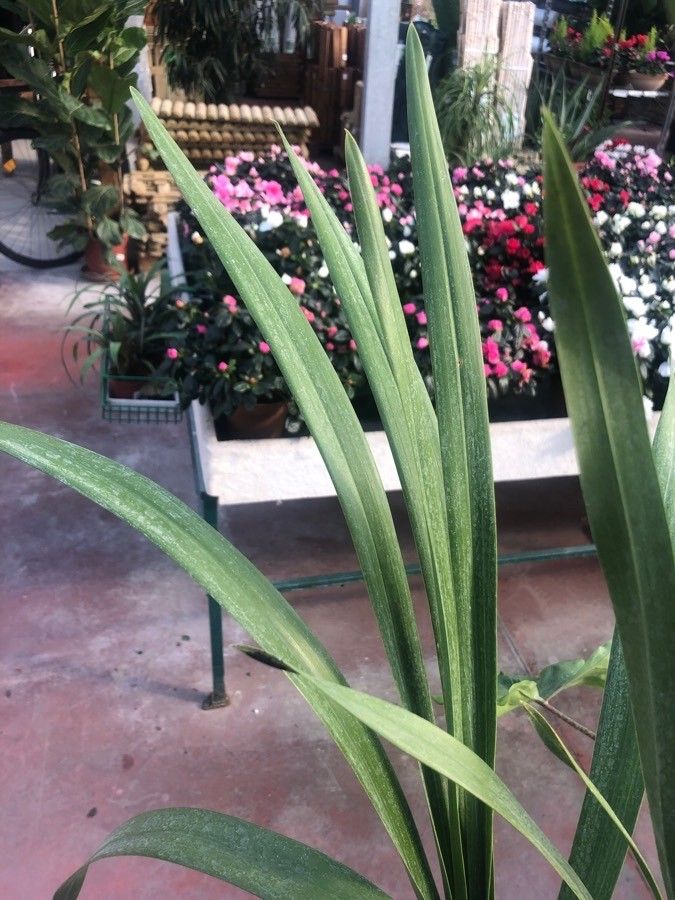 Cymbidium spp. — search result for 'Cymbidium'