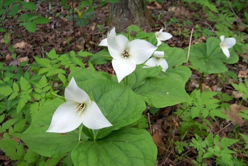 Trillium simile habit