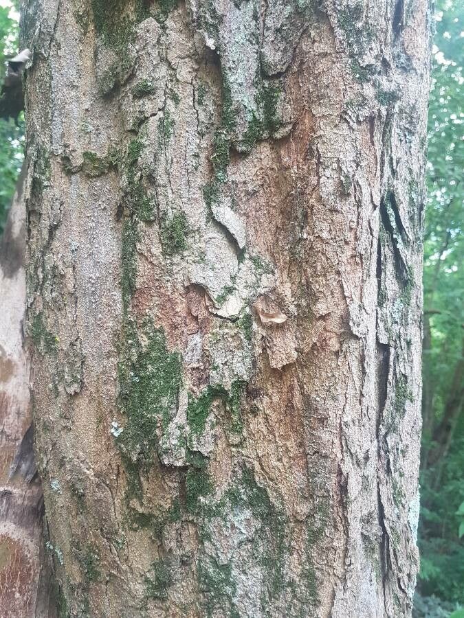 Pterocarpus rohrii bark