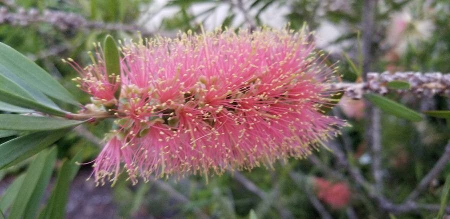 Callistemon pearsonii flower