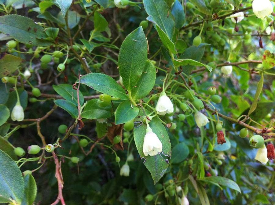 Vaccinium cylindraceum flower