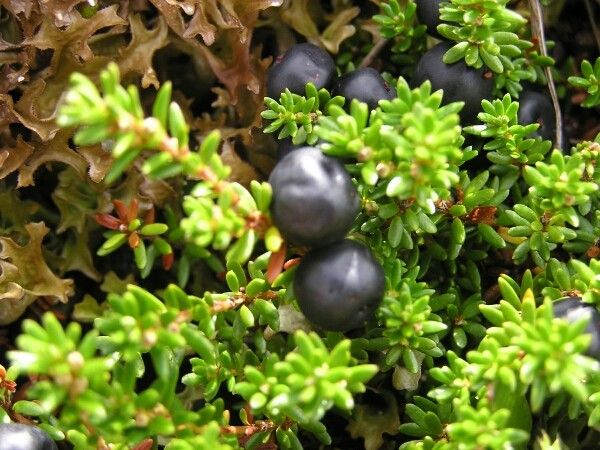 Empetrum nigrum fruit