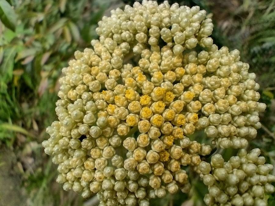 Cassinia denticulata — related species from the same genus