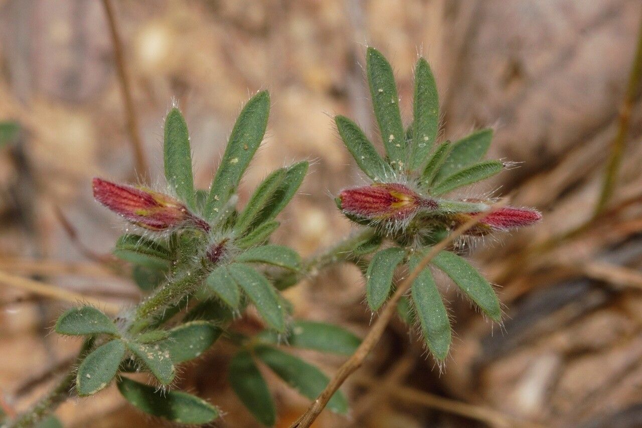 Crotalaria alexandri flower