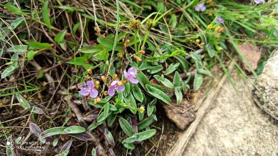 Murdannia nudiflora flower