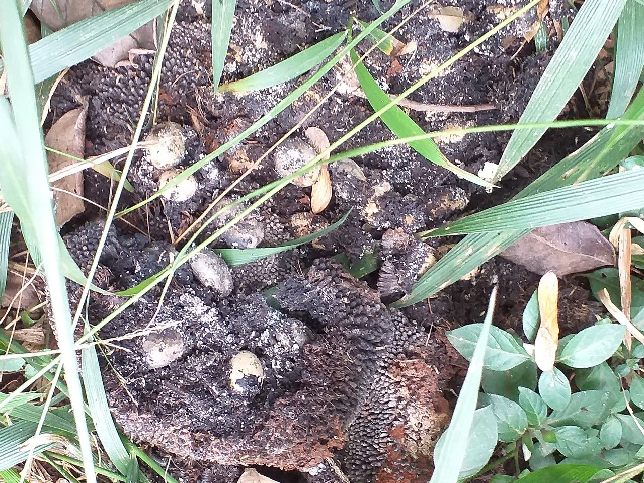 Artocarpus heterophylla fruit
