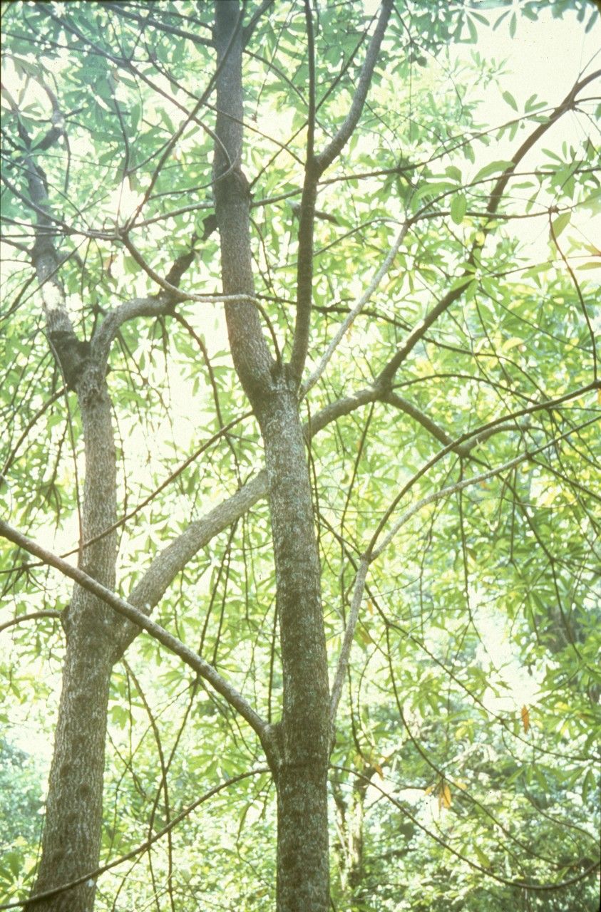 Ochrosia coccinea — houseplant care guide