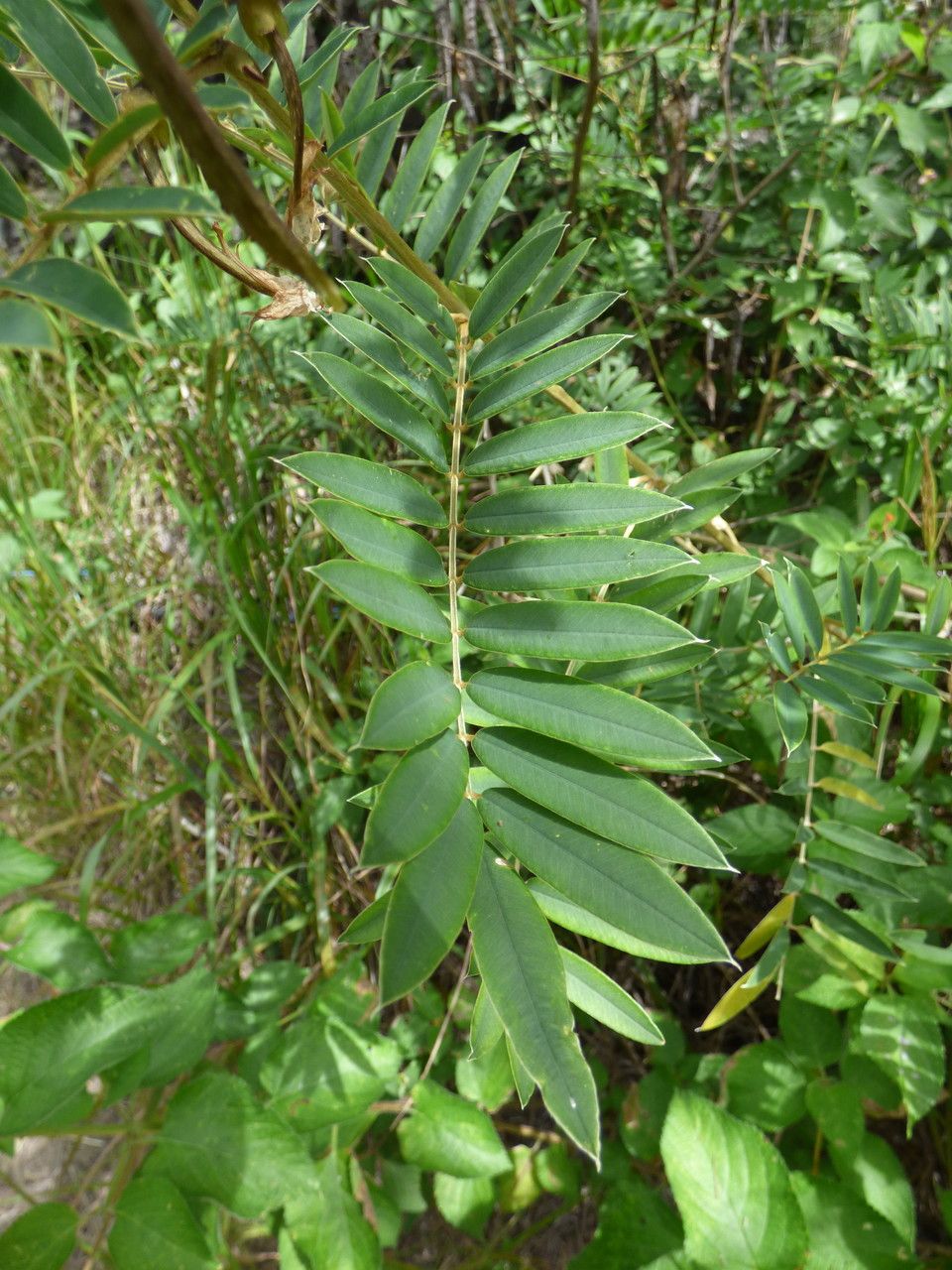 Tephrosia candida — search result for 'Tephrosia'