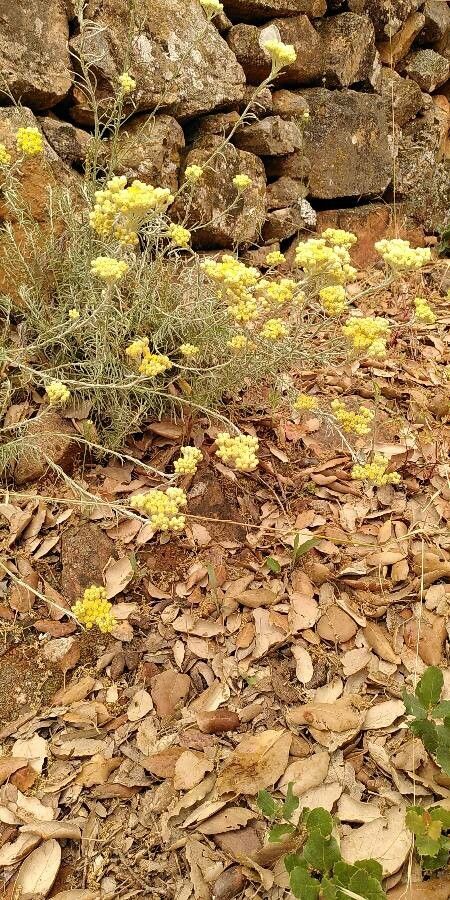 Chrysocephalum semipapposum flower