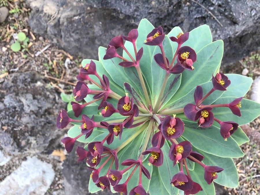 Euphorbia atropurpurea flower