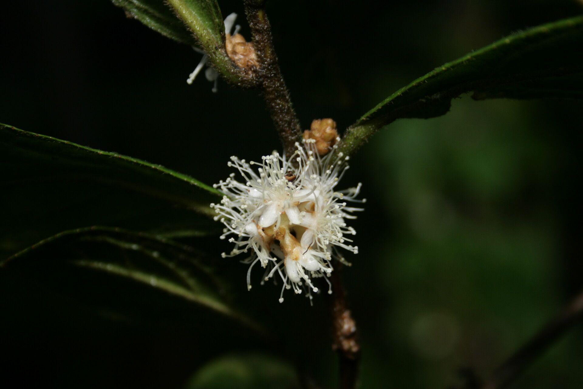 Symplocos cochinchinensis flower