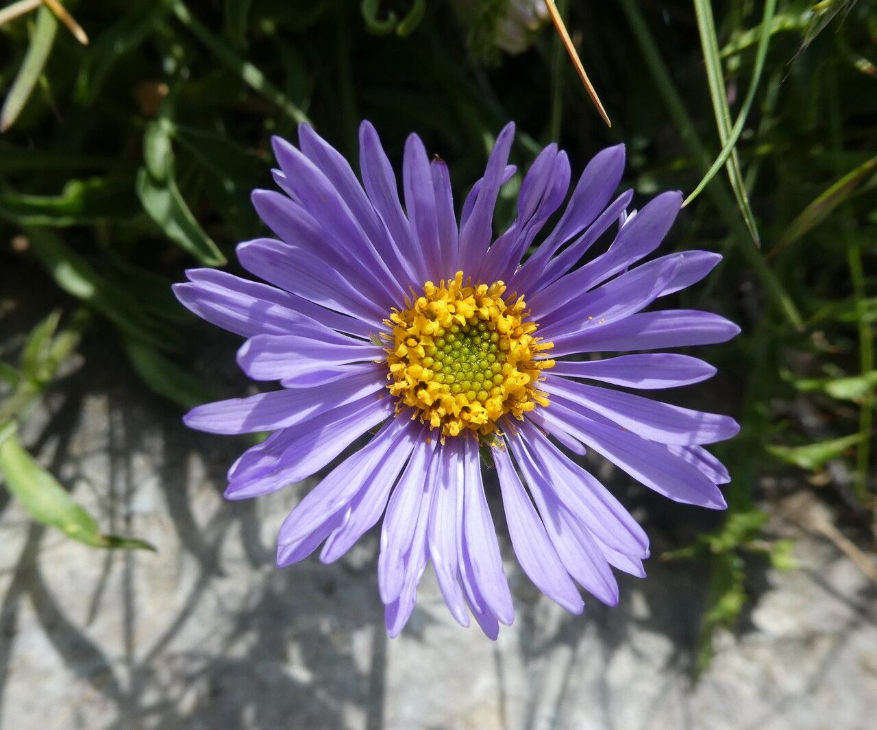 Aster alpinus flower