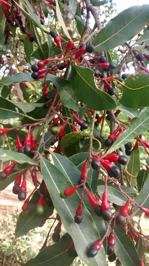 Damburneya coriacea fruit