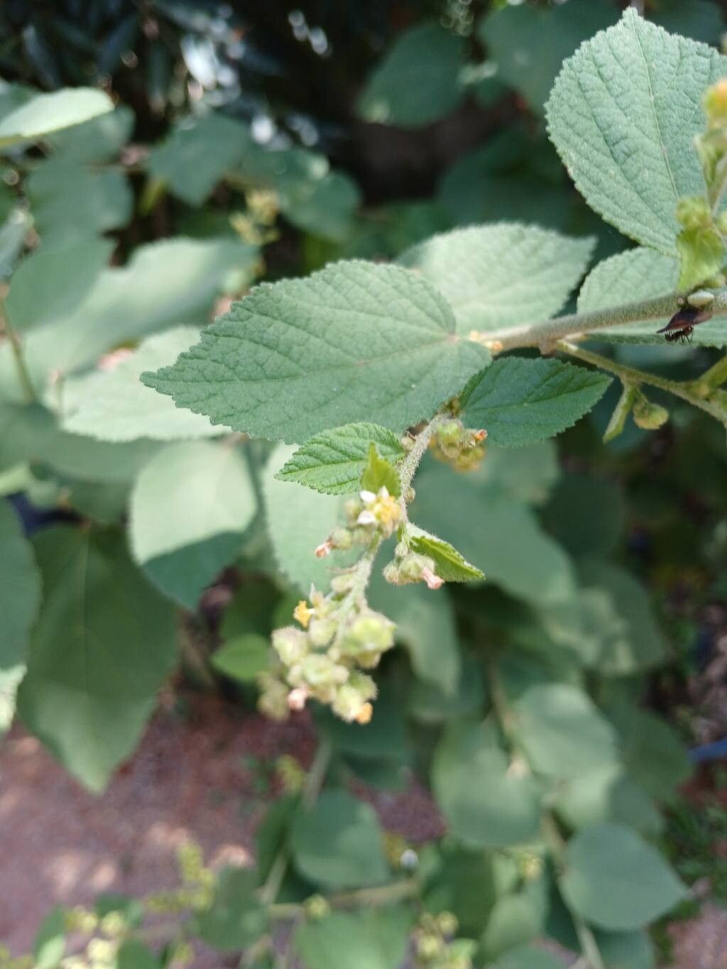 Sidastrum micranthum