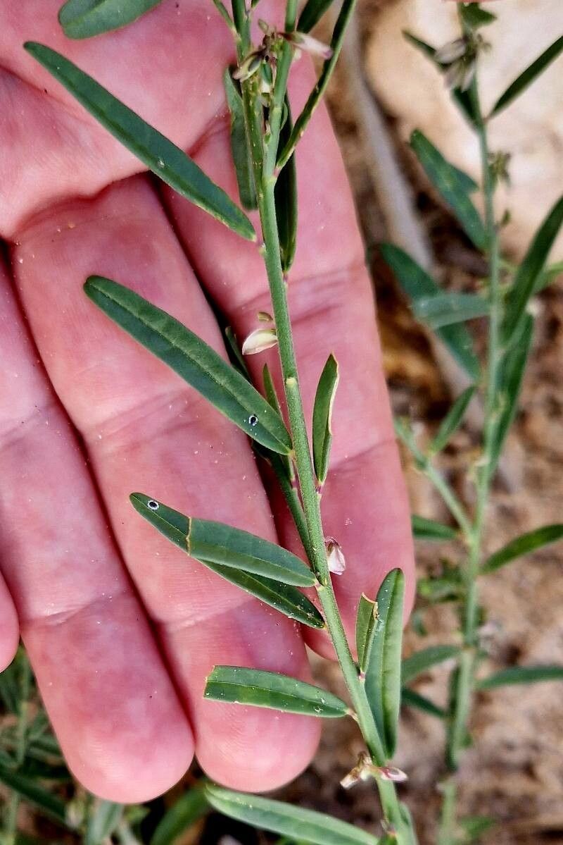 Polygala erioptera — houseplant care guide