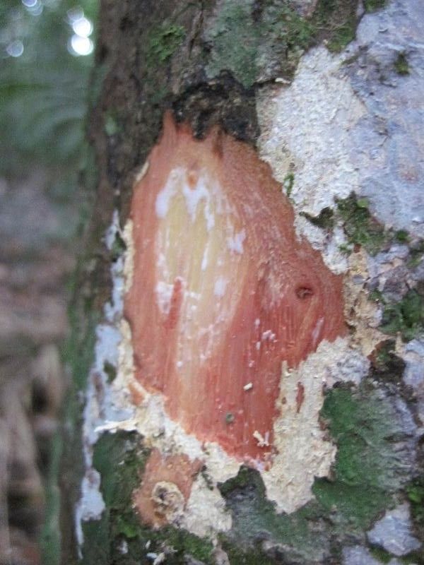 Pouteria gonggrijpii other