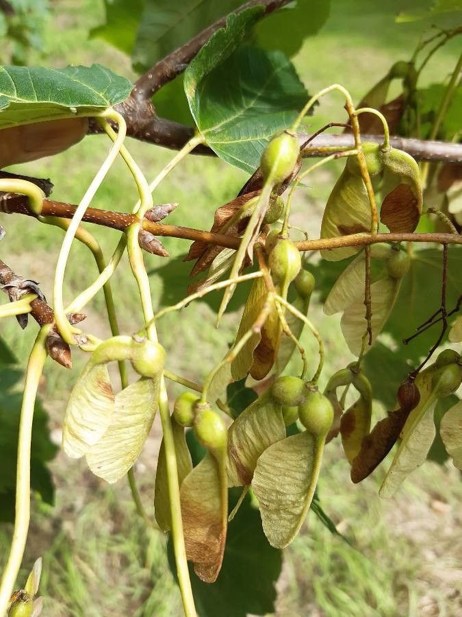 Acer velutinum fruit