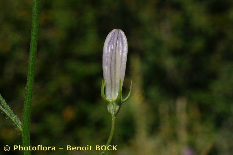 Campanula fritschii fruit