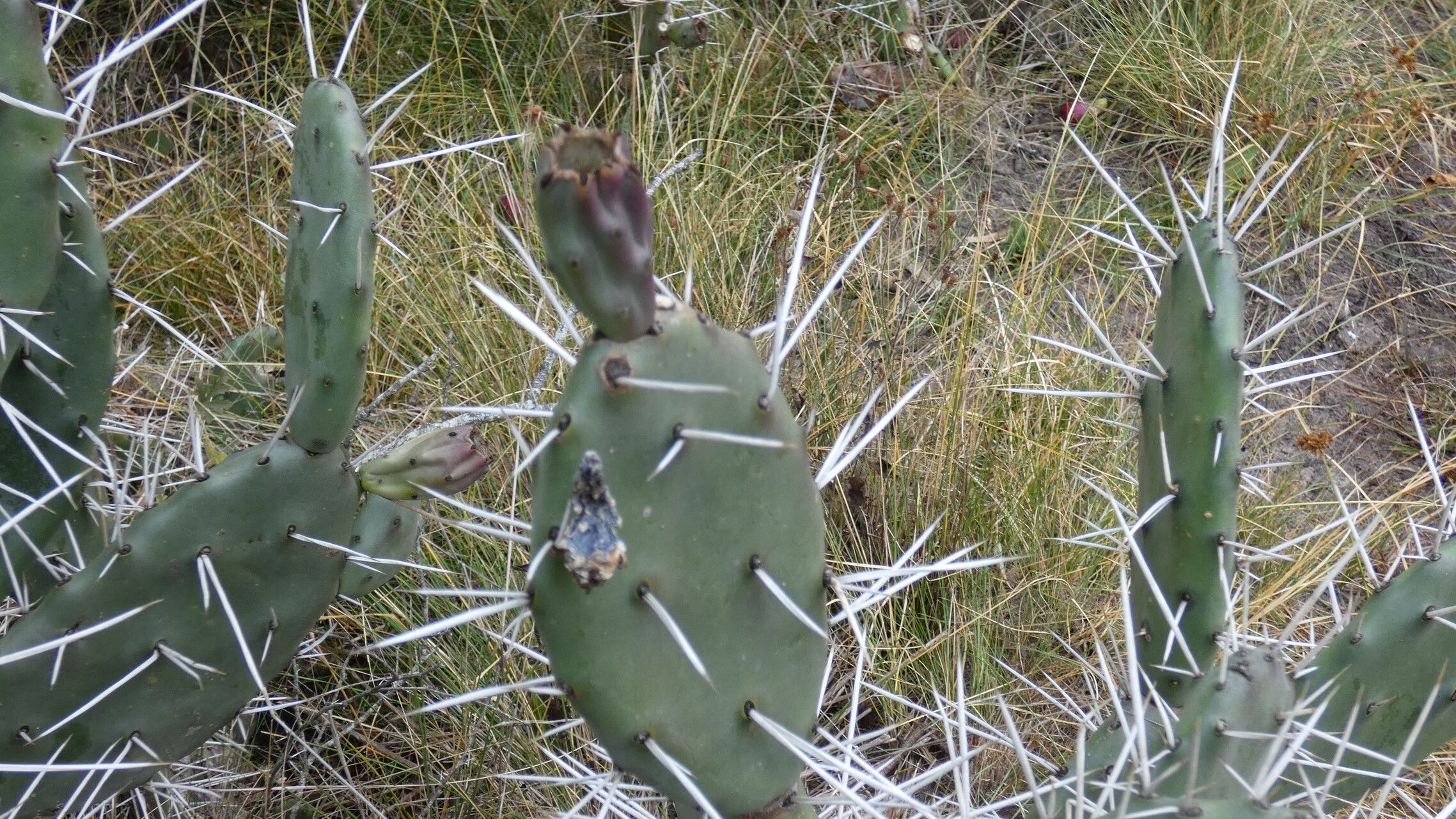 Opuntia megapotamica bark