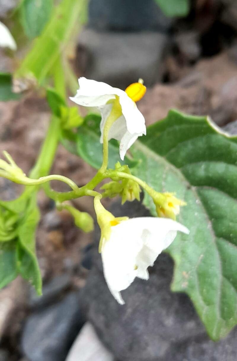 Solanum caesium flower