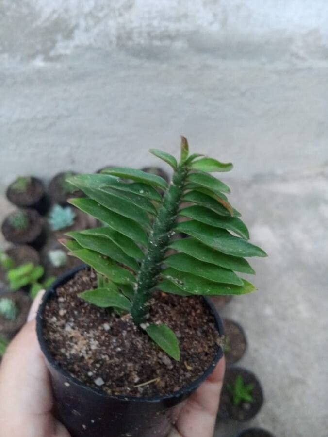 Dichaea pendula — houseplant care guide