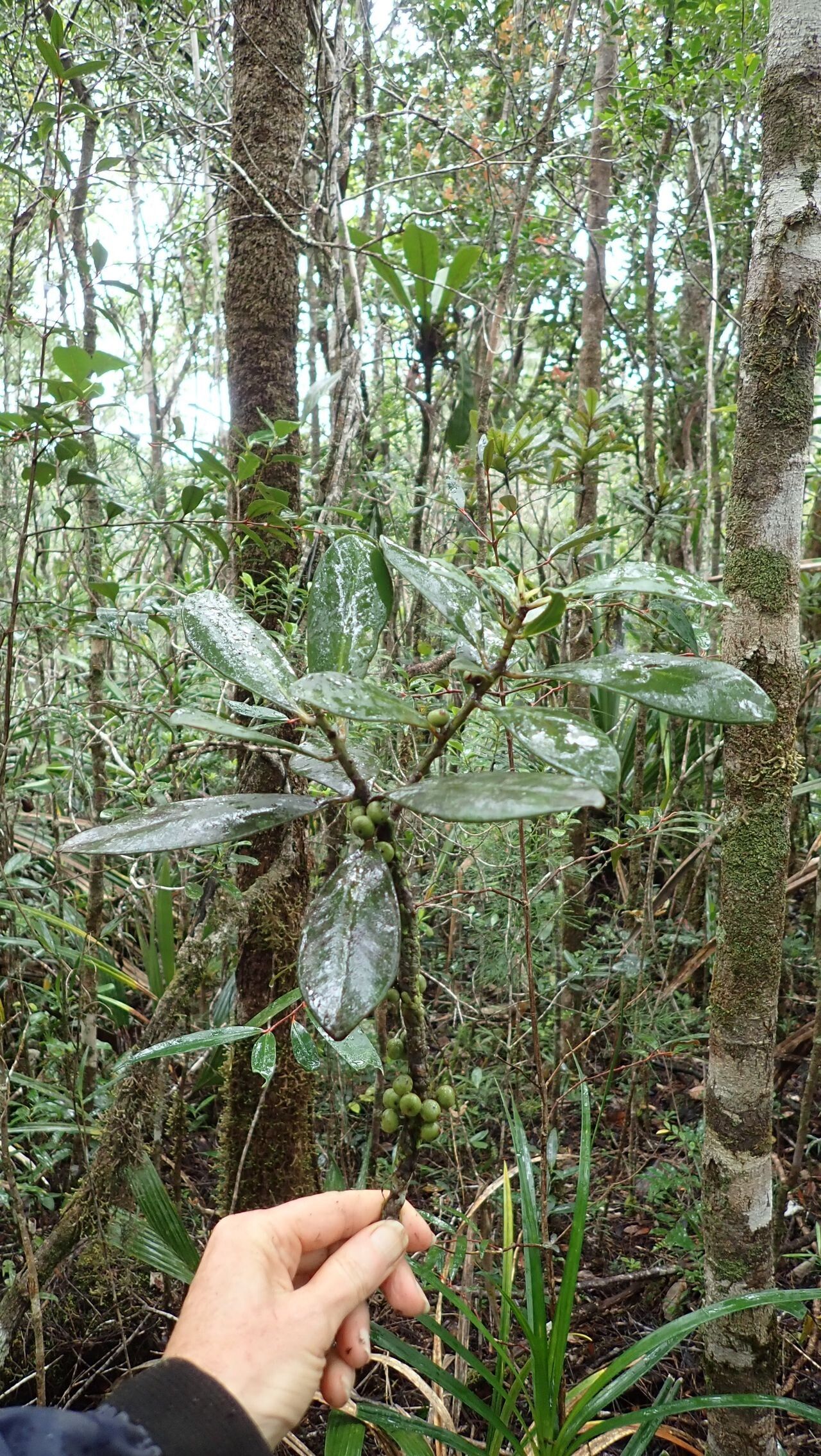 Myrsine macrophylla — houseplant care guide