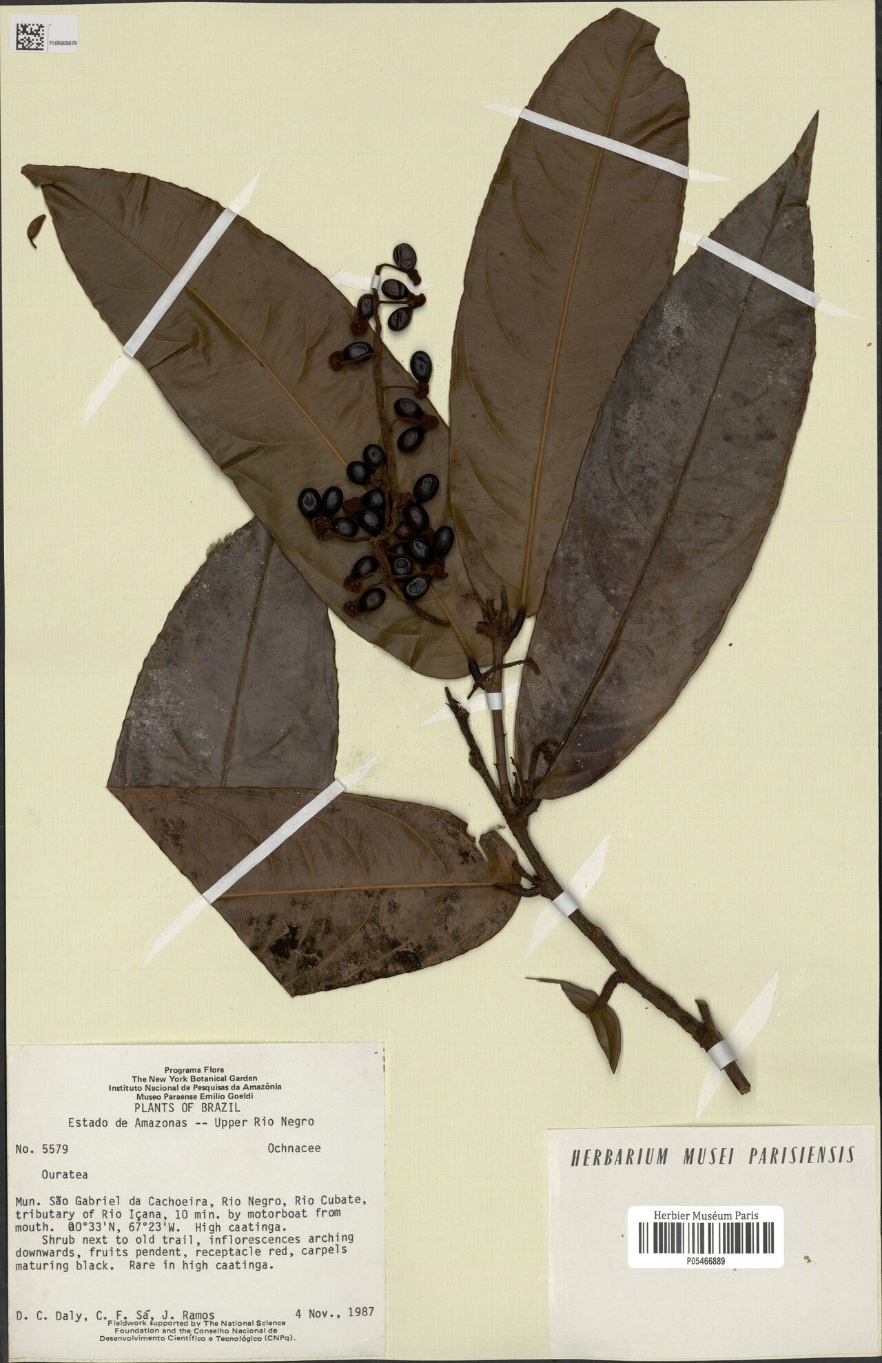 Ouratea ferruginea fruit