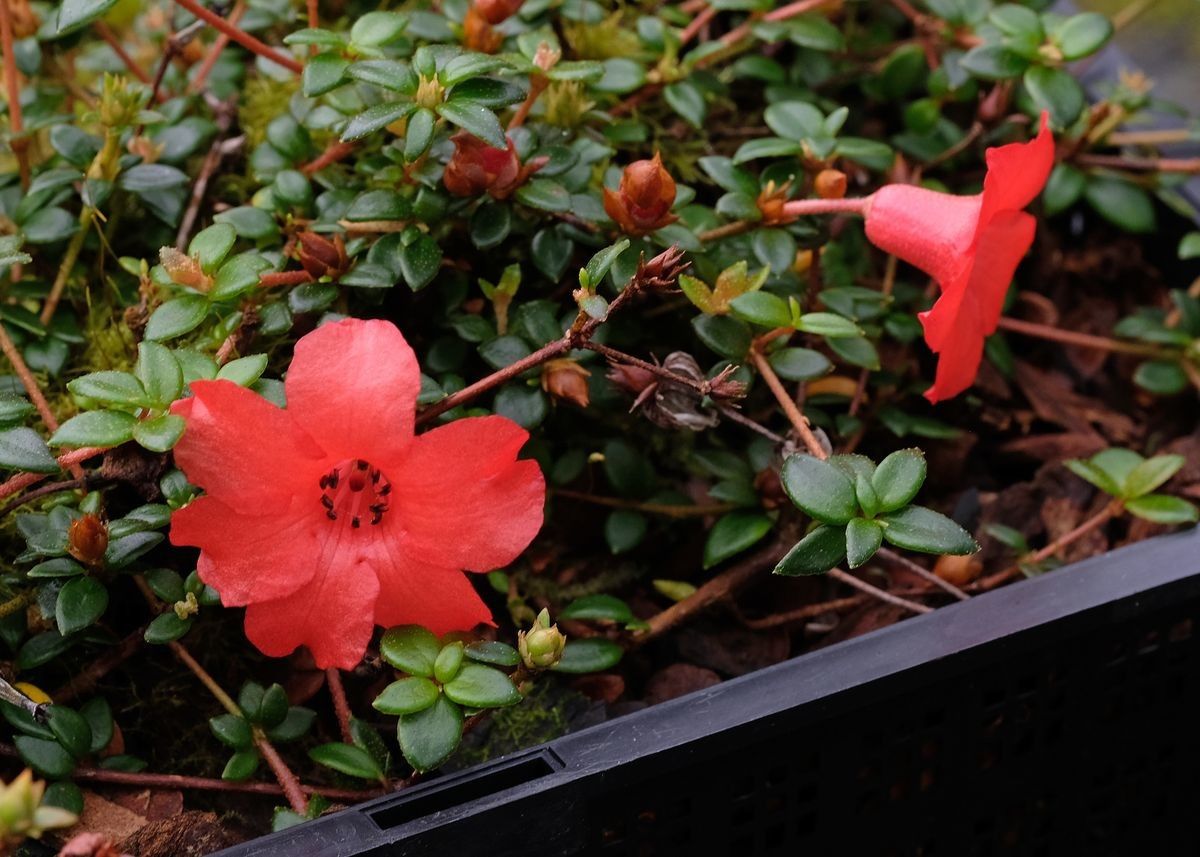 Rhododendron rubineiflorum — houseplant care guide