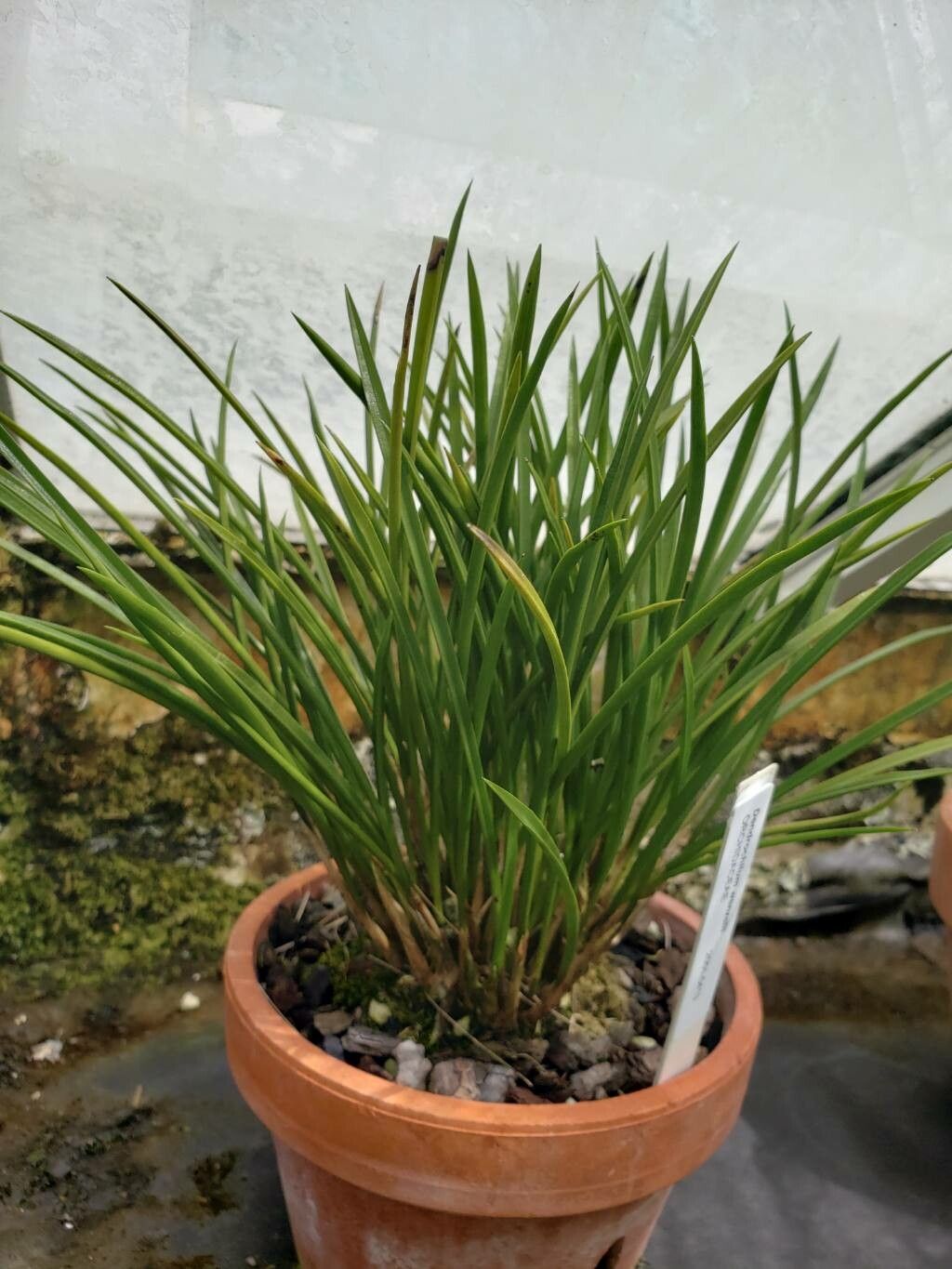 Coelogyne wenzelii habit