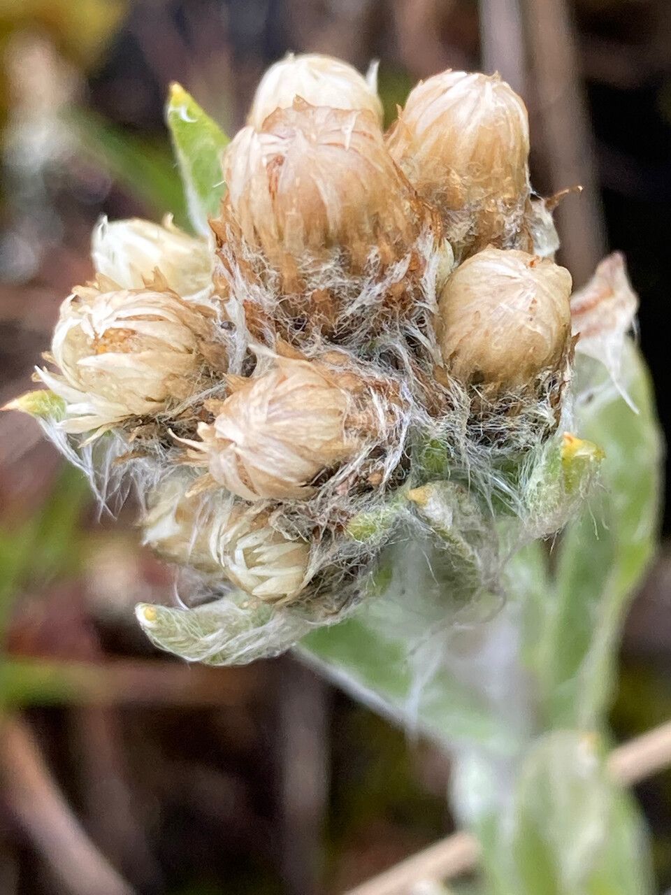 Mniodes longifolia flower