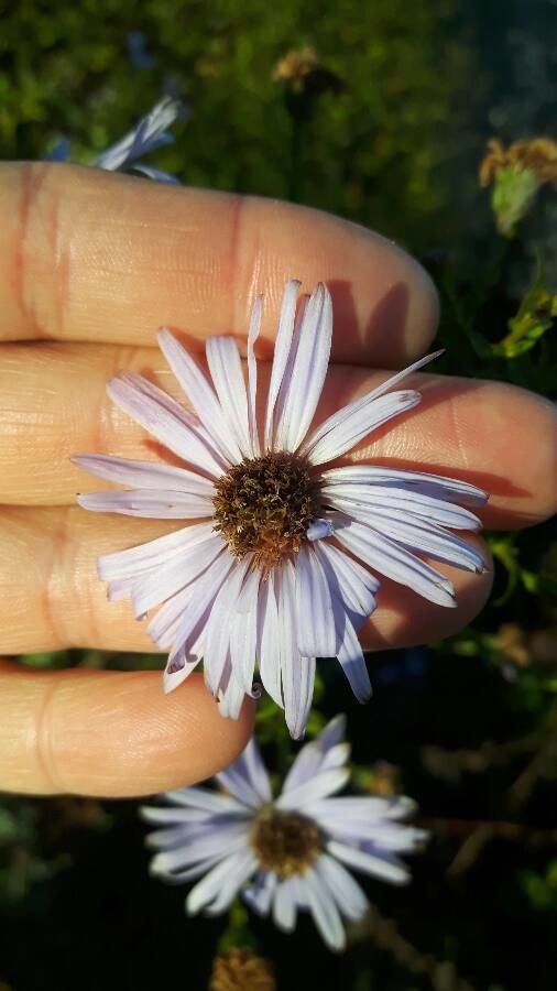 Symphyotrichum chilense flower