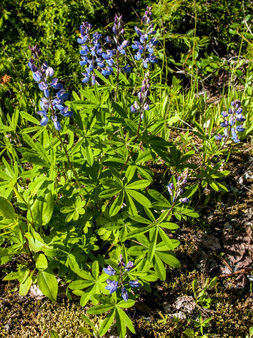 Lupinus arcticus habit
