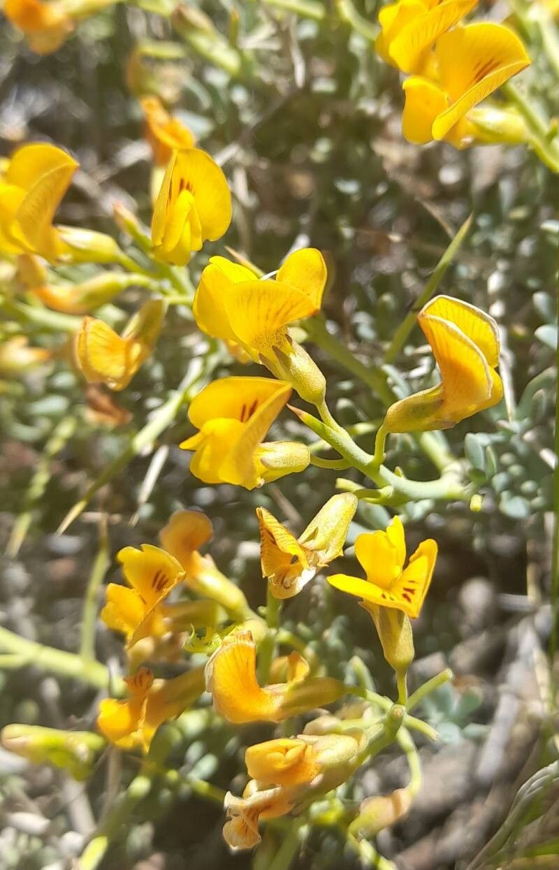 Adesmia candida flower