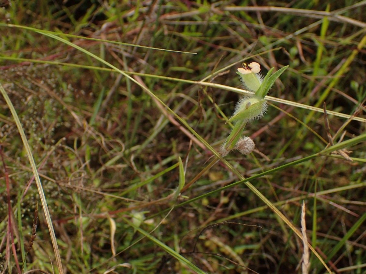 Commelina nigritana habit