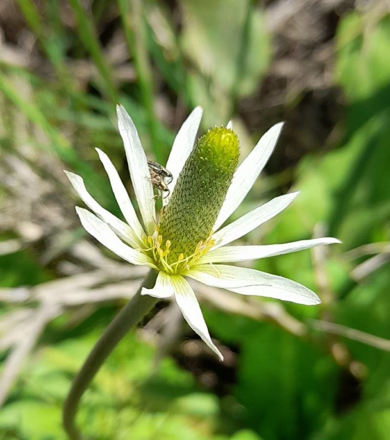Anemone decapetala flower