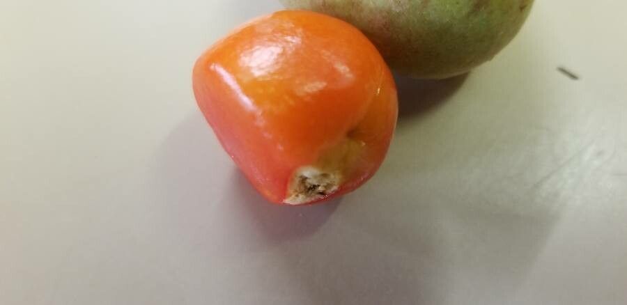 Diploglottis cunninghamii fruit