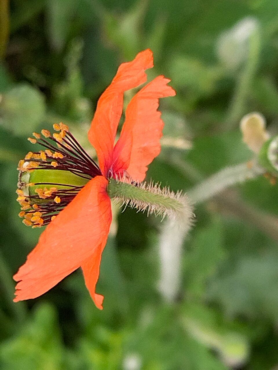 Papaver pinnatifidum flower