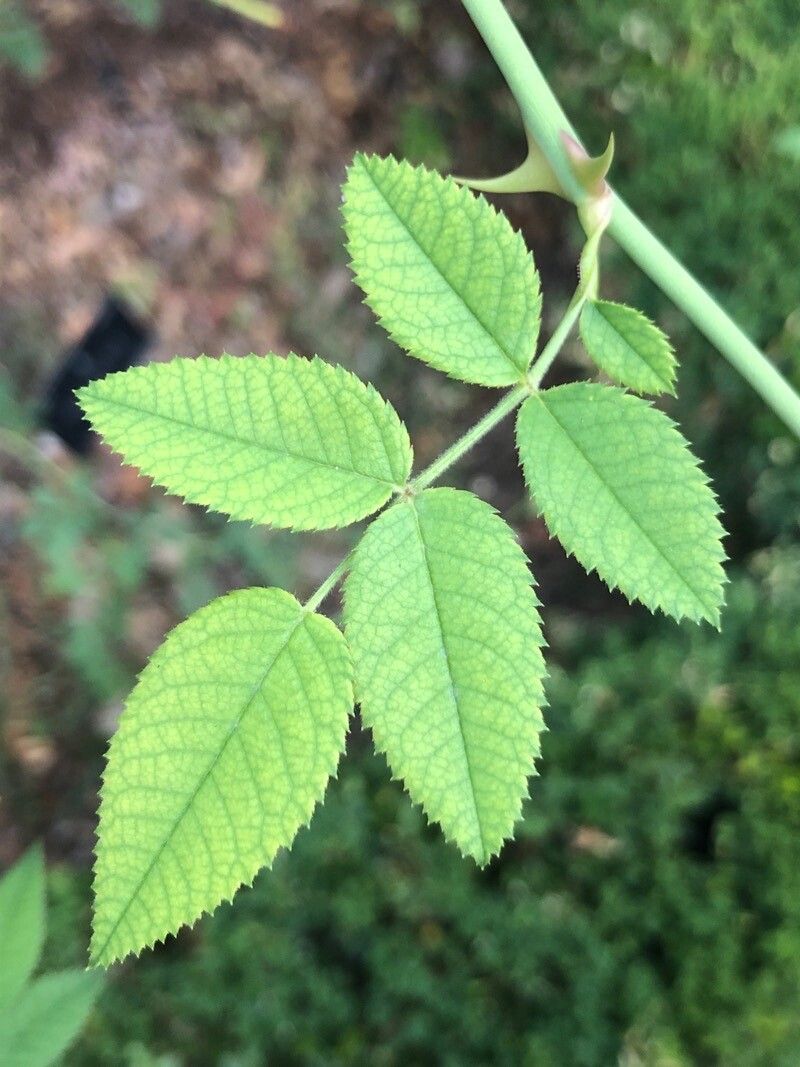 Rosa obtusifolia leaf