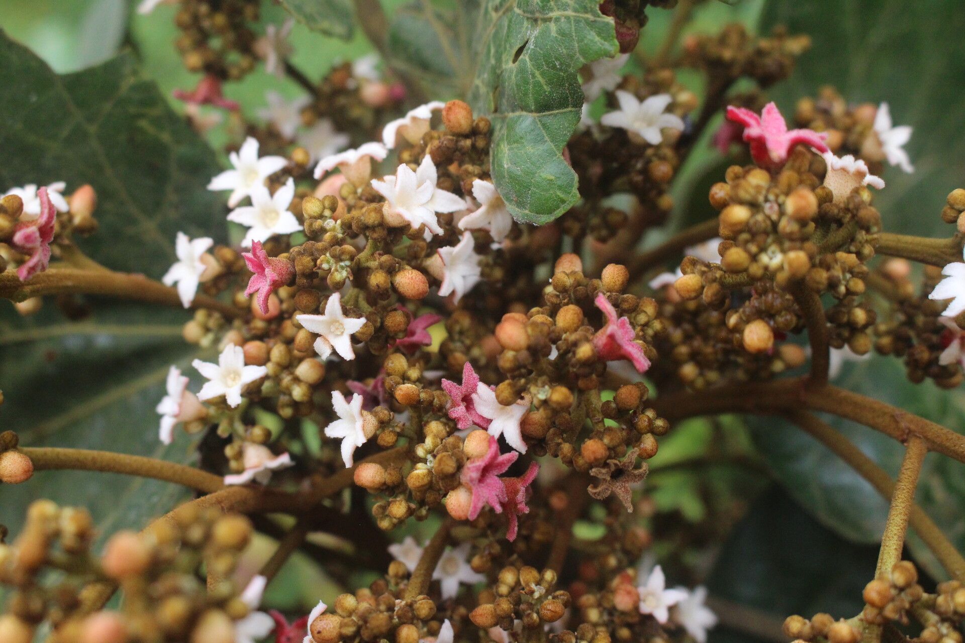Cola lateritia flower
