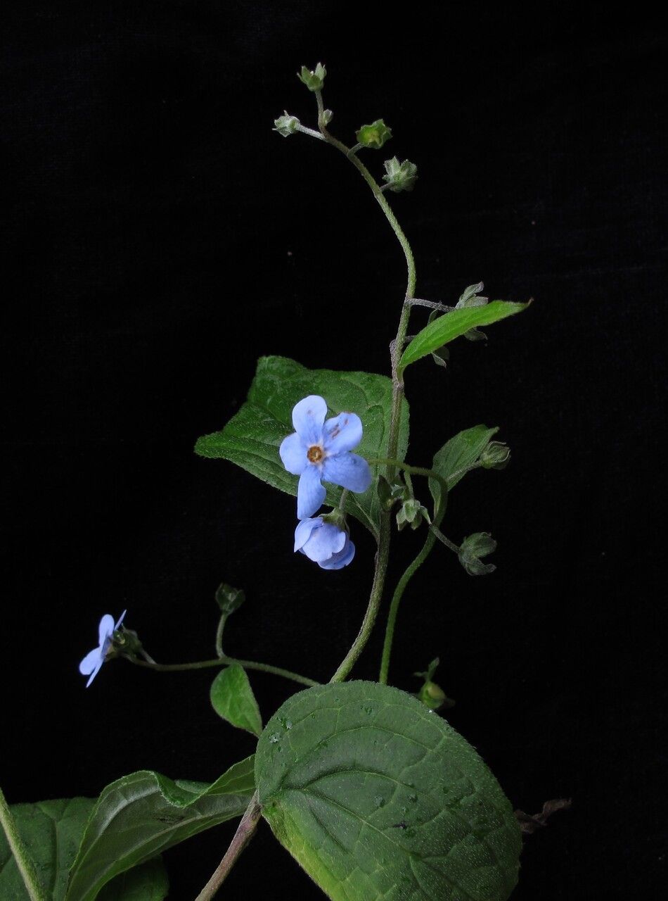 Hackelia uncinata — search result for 'Hackelia'