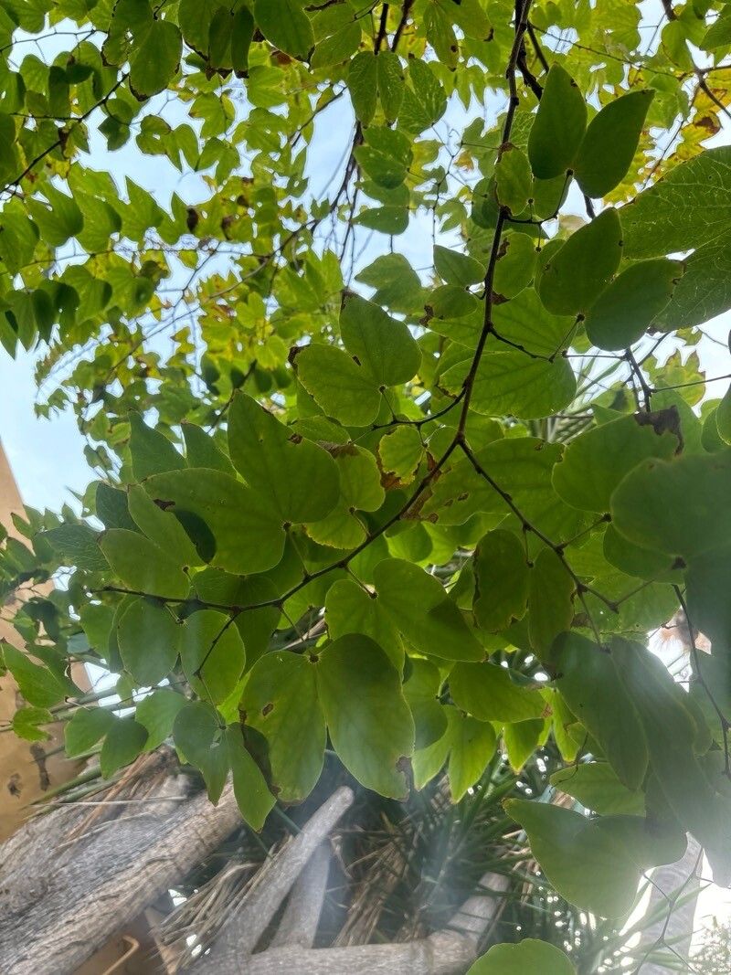 Bauhinia decandra — houseplant care guide