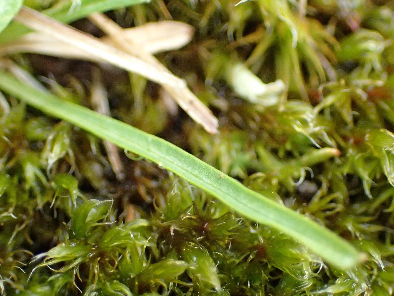 Phyteuma hemisphaericum bark