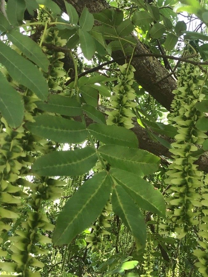 Pterocarya pterocarpa leaf