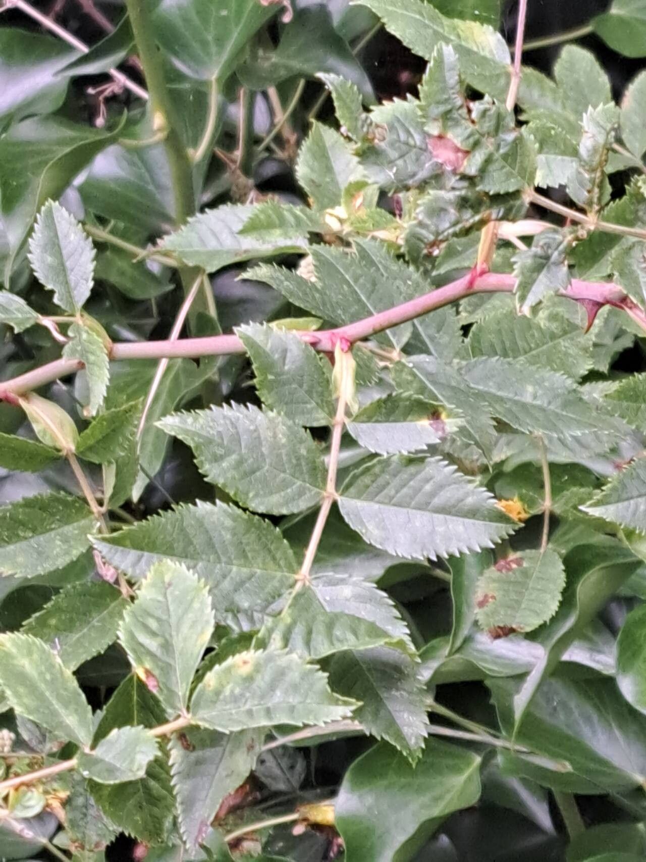 Rosa × malmundariensis leaf
