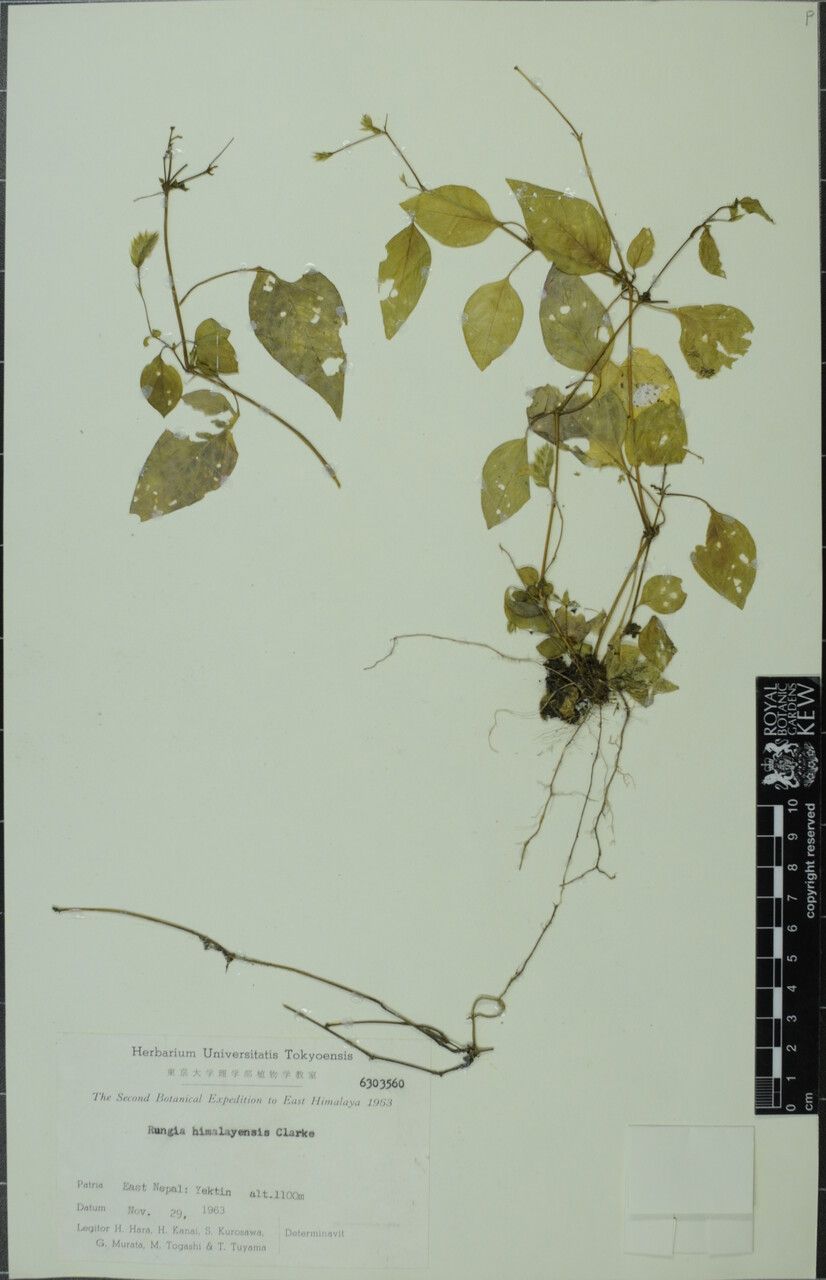 Rungia himalayensis other