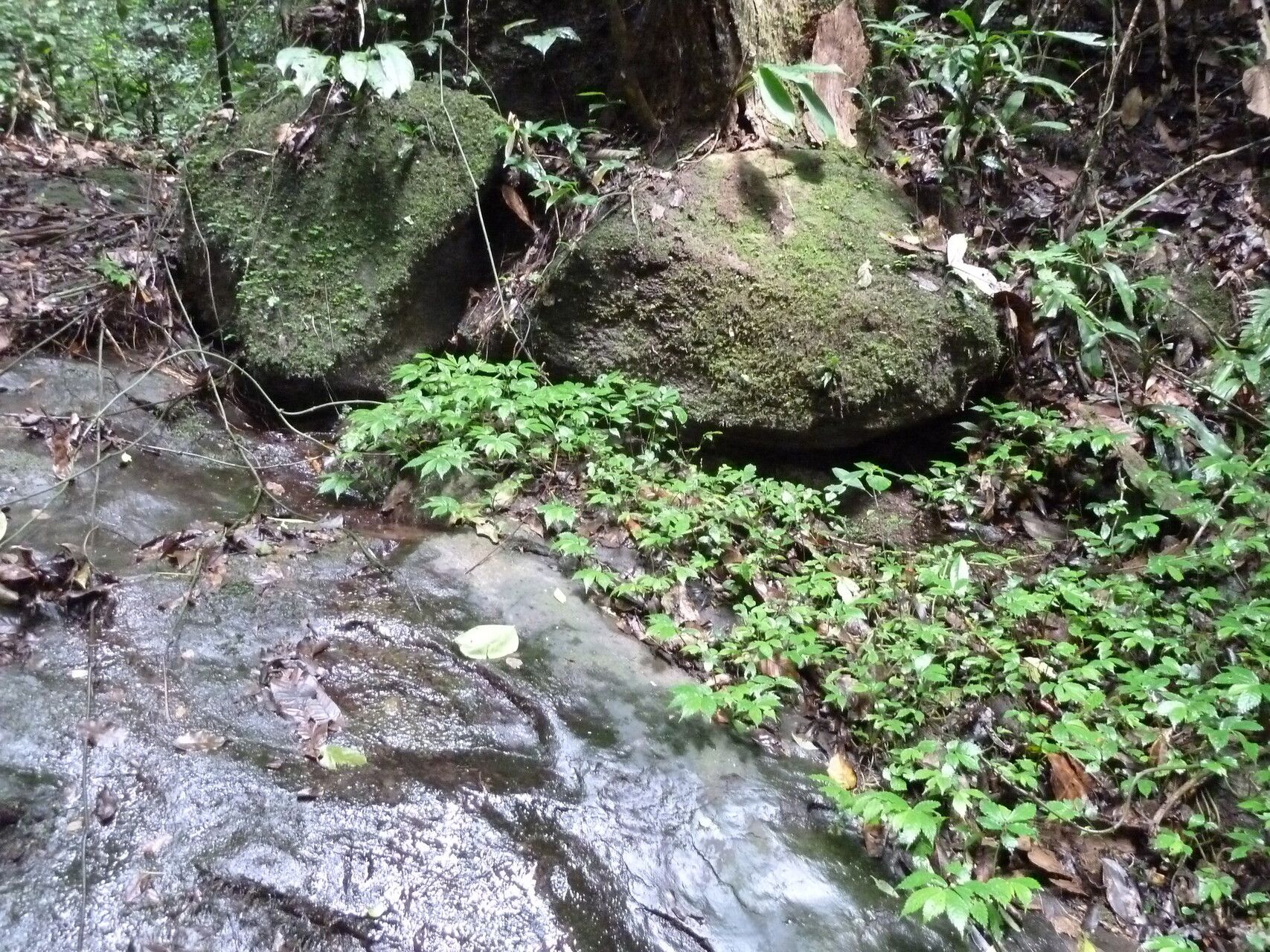 Elatostema paivaeanum — houseplant care guide