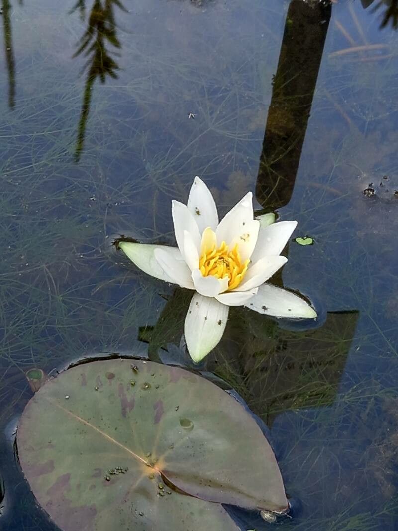 Nymphaea tetragona flower